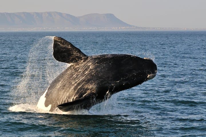 Full-Day Whale Watching and Hemel-en-Aarde Wine Tour from Cape Town
