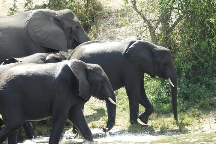 4-Day Bwindi Gorilla Trekking & Queen Elizabeth Wildlife Safari