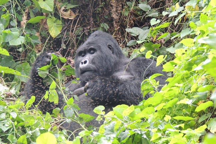 4-Day Bwindi Gorilla Trekking & Queen Elizabeth Wildlife Safari photo 6