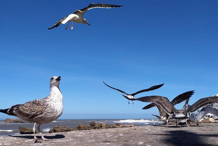 Day Trip from Marrakech to Essaouira: Explore the Medina, Argan Co‑ops & Atlantic Coast photo 4