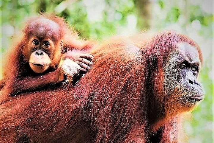 Bukit Lawang 2-Day Jungle Trek and Bohorok Rafting photo 2