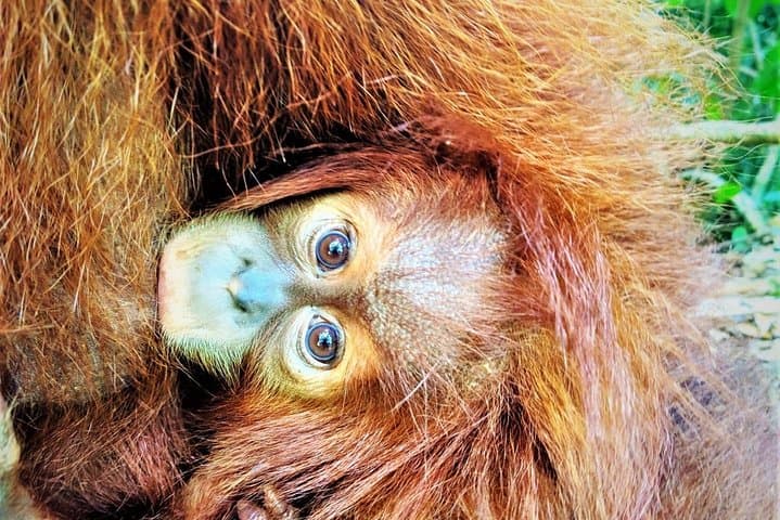 Bukit Lawang 2-Day Jungle Trek and Bohorok Rafting photo 4