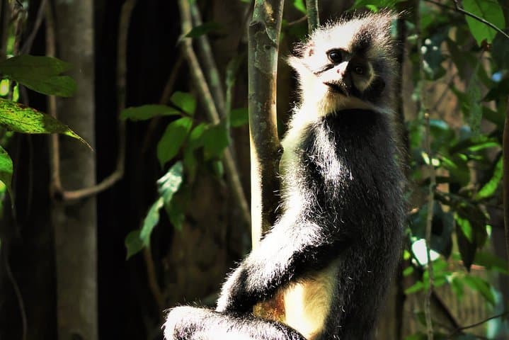 Bukit Lawang 2-Day Jungle Trek and Bohorok Rafting photo 5