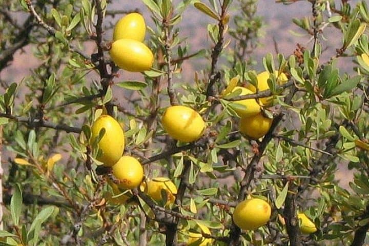 Argan Discovery Tour: From Tree to Treasure — Agadir Cooperative Visit photo 3
