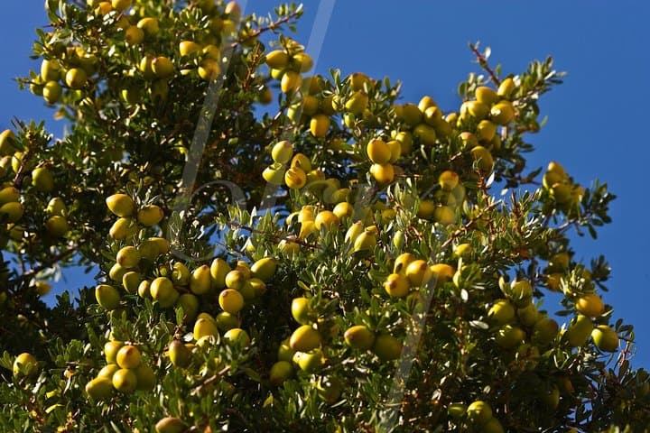 Argan Discovery Tour: From Tree to Treasure — Agadir Cooperative Visit photo 4