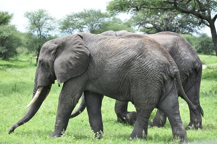 5-Day Budget Safari: Tarangire, Serengeti & Ngorongoro Crater Guide photo 1