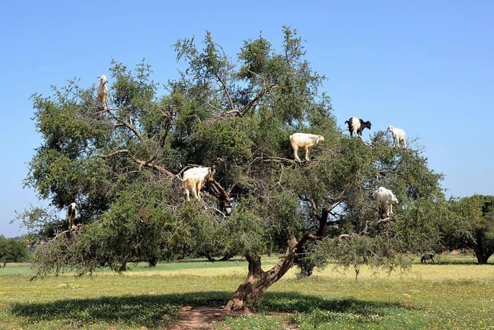 Argan Discovery Tour: From Tree to Treasure — Agadir Cooperative Visit photo 2