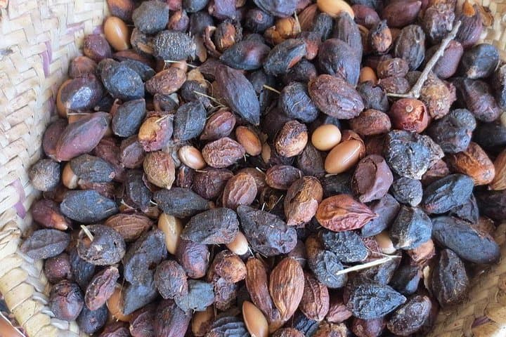 Argan Discovery Tour: From Tree to Treasure — Agadir Cooperative Visit photo 5