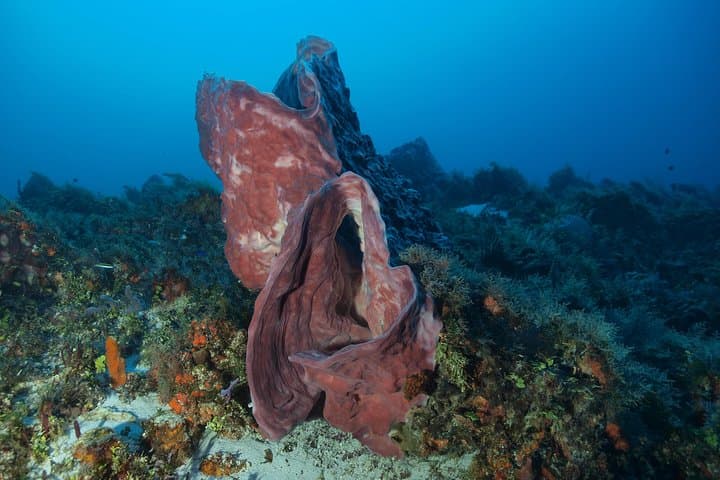 Cozumel Two‑Dive Tour: World‑Class Wall Diving from Playa del Carmen photo 4
