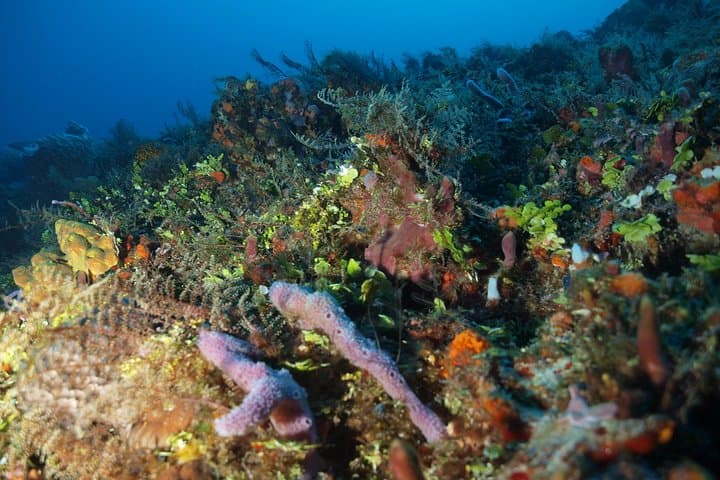 Cozumel Two‑Dive Tour: World‑Class Wall Diving from Playa del Carmen photo 5