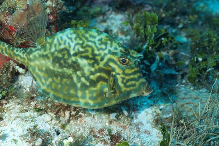 Cozumel Two‑Dive Tour: World‑Class Wall Diving from Playa del Carmen
