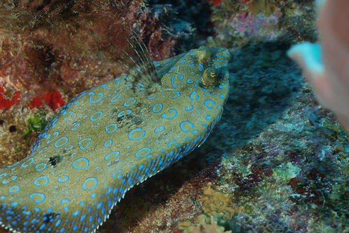 Cozumel Two‑Dive Tour: World‑Class Wall Diving from Playa del Carmen photo 6