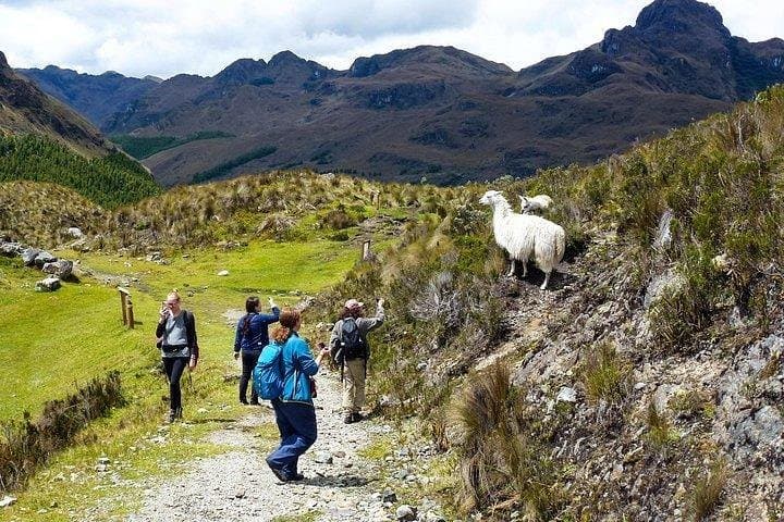 Cajas National Park Day Hike from Cuenca: High-Andean Lakes, Polylepis Forests & Paramo Trails