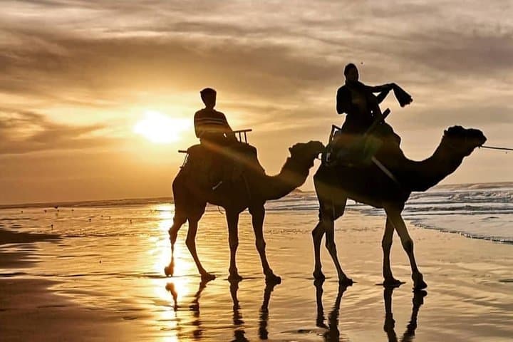 Camel Riding in Agadir: Sunset Dunes & Souss River Eucalyptus Trail photo 2