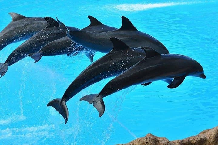 Hurghada Red Sea Fun Cruise: Snorkel Reefs and Search for Dolphins photo 4