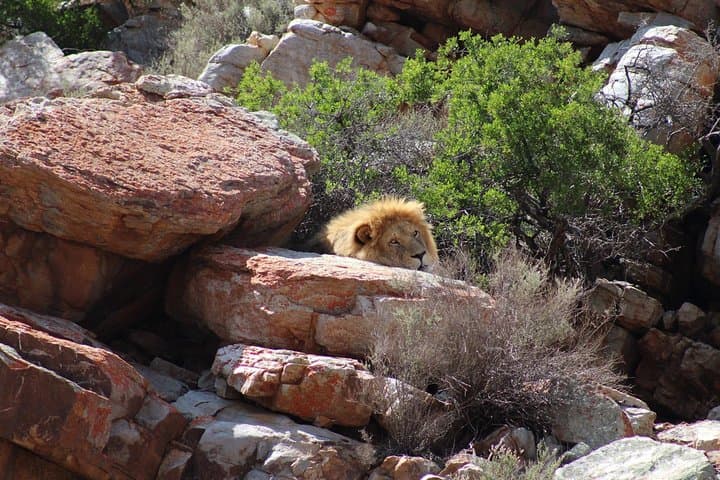 Big 5 Day Safari Near Cape Town: A Malaria-Free Game Drive Adventure photo 2