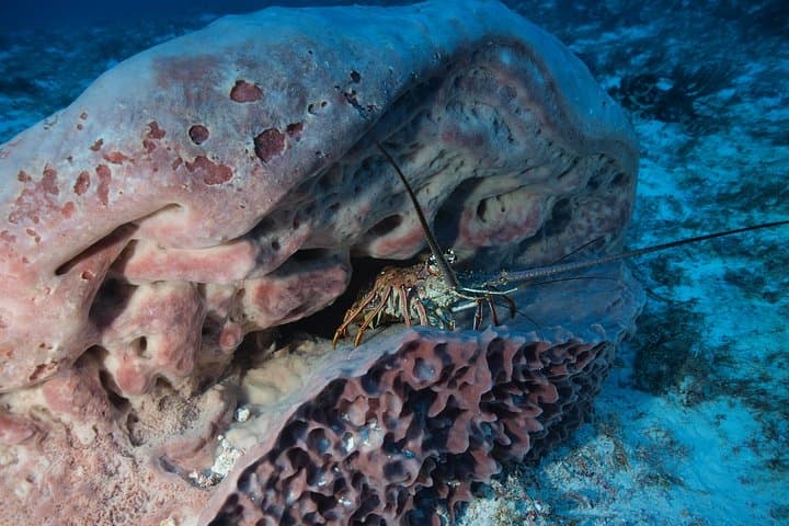 PADI Open Water Diver Course in Playa del Carmen: 3-Day Certification with Underwater Video photo 4