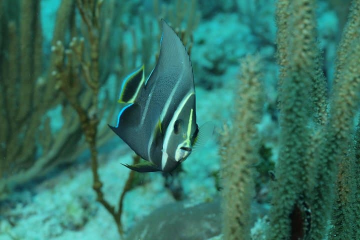 PADI Discover Scuba Diving in Playa del Carmen — Pool Intro + 2 Guided Dives photo 6