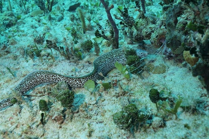 Playa del Carmen Reef Diving: Best Dive Sites & What to Expect photo 5