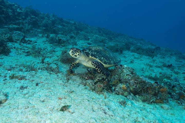 PADI Discover Scuba Diving in Playa del Carmen — Pool Intro + 2 Guided Dives photo 3