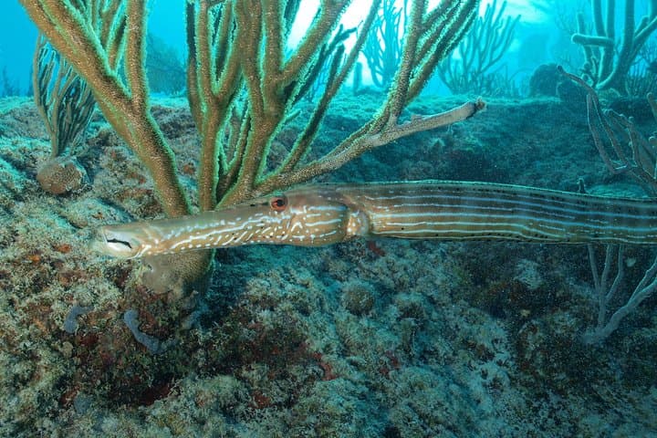 PADI Discover Scuba Diving in Playa del Carmen — Pool Intro + 2 Guided Dives photo 5