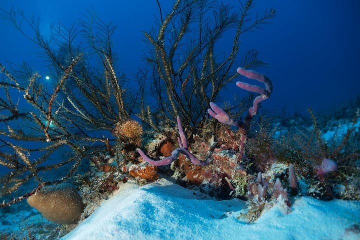 PADI Open Water Diver Course in Playa del Carmen: 3-Day Certification with Underwater Video photo 2