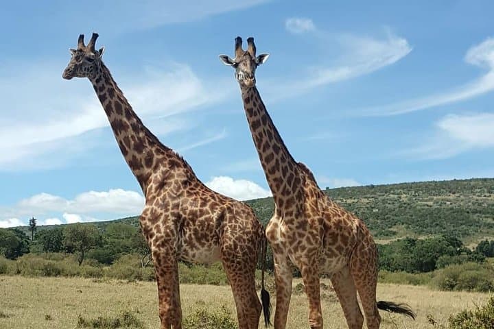 Lake Nakuru Day Safari: Flamingos, Rhinos & Rift Valley Views