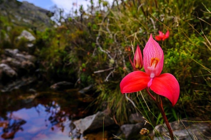 Table Mountain Summit Hike via Kasteelspoort — Camp's Bay to the Upper Cable Station photo 5