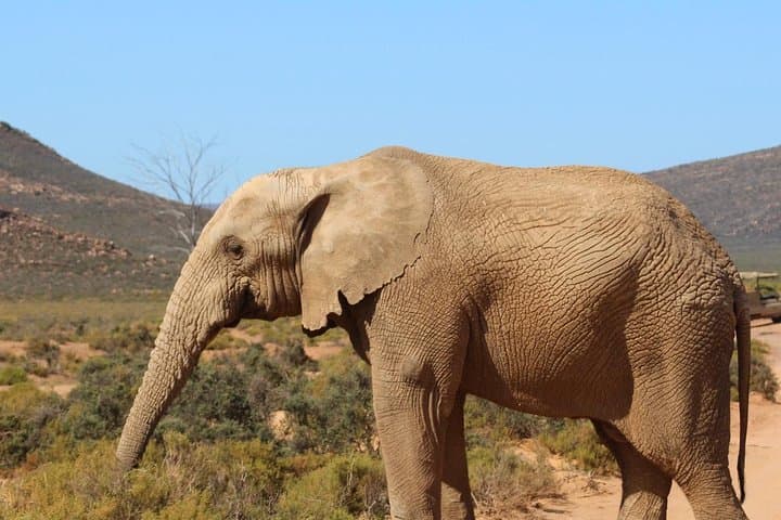 Big 5 Day Safari Near Cape Town: A Malaria-Free Game Drive Adventure photo 4