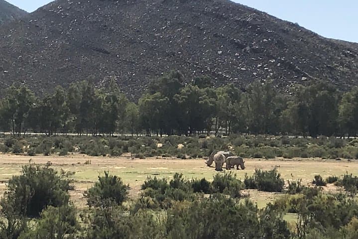 Big 5 Day Safari Near Cape Town: A Malaria-Free Game Drive Adventure photo 5