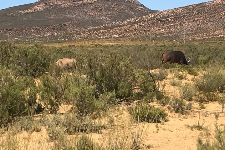 Big 5 Day Safari Near Cape Town: A Malaria-Free Game Drive Adventure photo 6