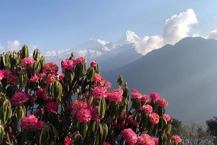 Ghorepani Poon Hill Trek: 6-Day Sunrise Hike in Annapurna, Nepal photo 3