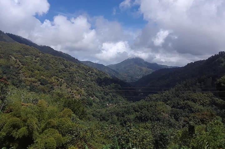 Private Blue Mountain Tour from Ocho Rios: Blue Mountain Coffee Farm & Rainforest Day Trip photo 3