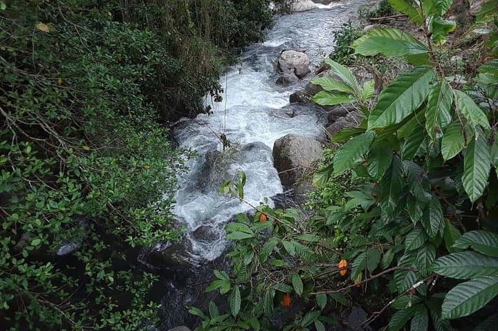 Private Blue Mountain Tour from Ocho Rios: Blue Mountain Coffee Farm & Rainforest Day Trip photo 4