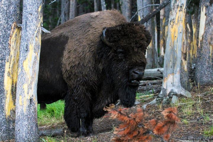 Yellowstone Upper Loop Private Tour — Mammoth Hot Springs, Canyon, Dunraven Pass & Wildlife