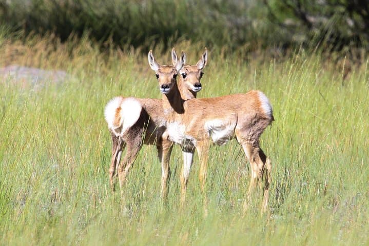 Yellowstone Upper Loop Private Tour — Mammoth Hot Springs, Canyon, Dunraven Pass & Wildlife photo 2