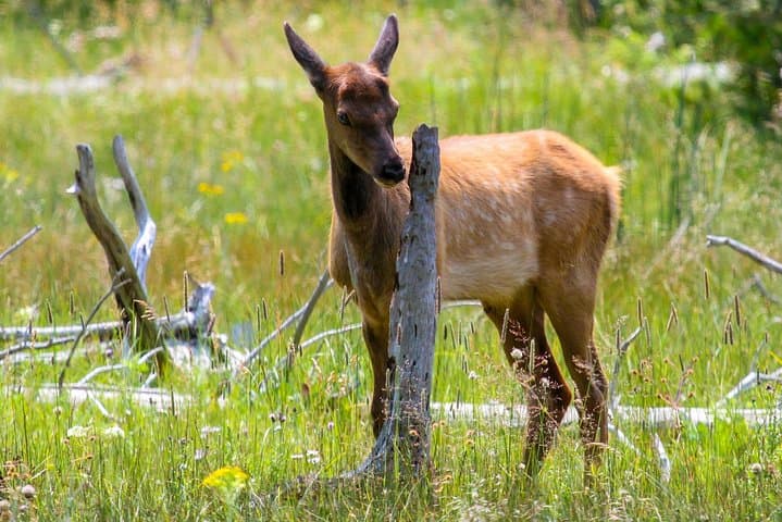Yellowstone Upper Loop Private Tour — Mammoth Hot Springs, Canyon, Dunraven Pass & Wildlife photo 3