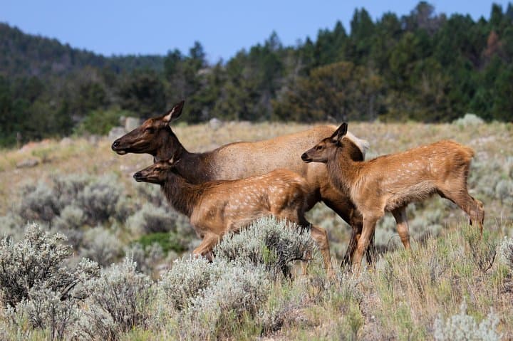 Yellowstone Upper Loop Private Tour — Mammoth Hot Springs, Canyon, Dunraven Pass & Wildlife photo 5