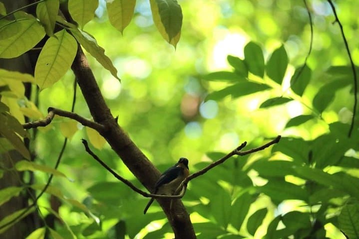 Udawatte Kele Nature Walk: Birding, Monastic Caves & Canopy Trails in Kandy photo 2