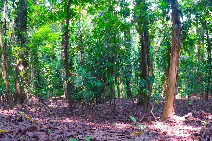 Udawatte Kele Nature Walk: Birding, Monastic Caves & Canopy Trails in Kandy photo 3