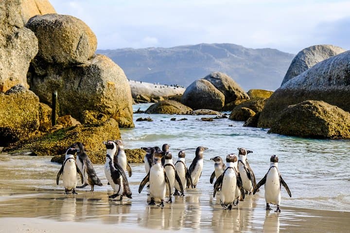 Cape Point Private Nature Tour & Hike — Cape of Good Hope Day Trip from Cape Town photo 2