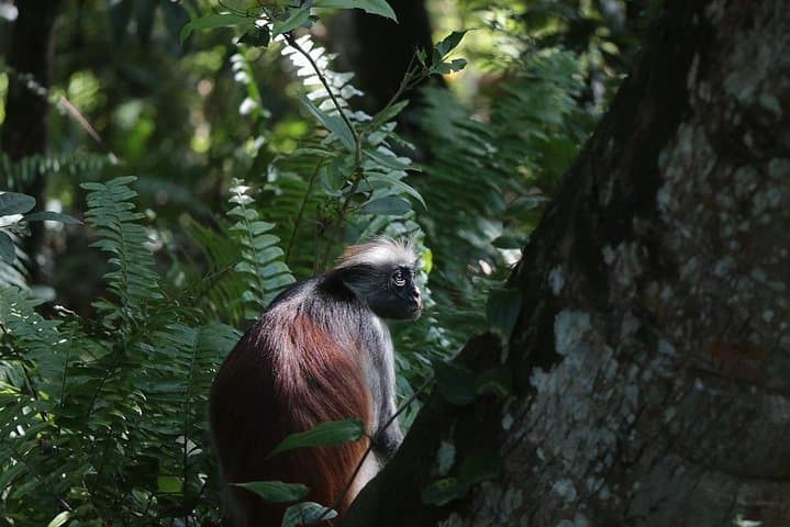 Jozani Forest Red Colobus Walk and Pete-Jozani Mangrove Boardwalk