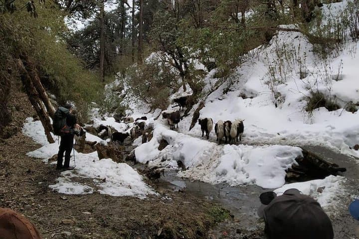 Poon Hill Trek from Pokhara: 4-Day Annapurna Sunrise Trek to Ghorepani & Ghandruk photo 2