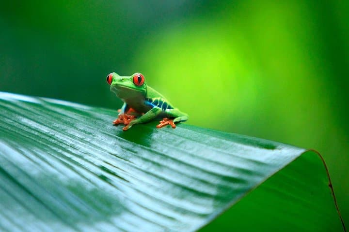 Exploring Tortuguero National Park: A Day Trip from San Jose into Costa Rica’s Wildlife Haven photo 5