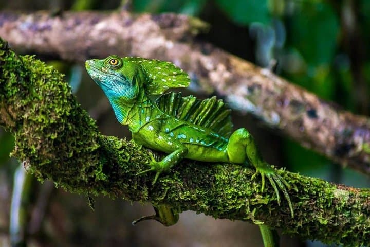 Exploring Tortuguero National Park: A Day Trip from San Jose into Costa Rica’s Wildlife Haven photo 6