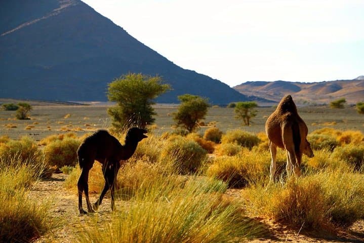 From Ouarzazate to the Draa: Full-Day Zagora Desert & Kasbahs with Camel Ride photo 4