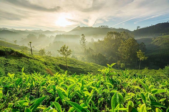 South India in 6 Nights: Munnar Tea Hills, Periyar Wildlife & Alleppey Backwaters photo 5