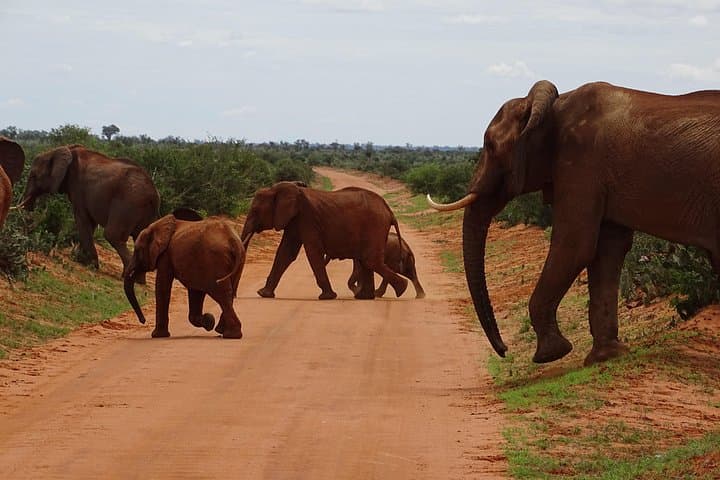 Red Elephants of Tsavo East: Overnight Safari from Mombasa