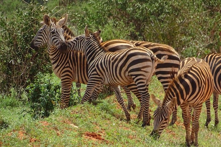 Red Elephants of Tsavo East: Overnight Safari from Mombasa photo 2