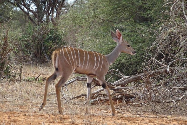 Red Elephants of Tsavo East: Overnight Safari from Mombasa photo 3